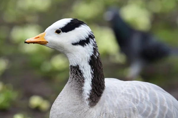 Bar head goose (Anser indicus) — стокове фото