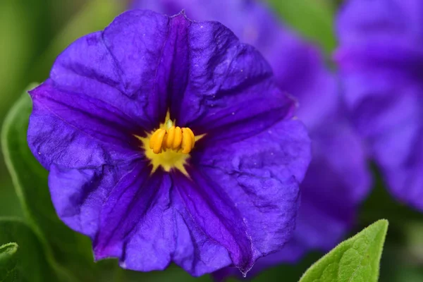 Arbusto de batata azul (Lycianthes rantonnetii ) — Fotografia de Stock