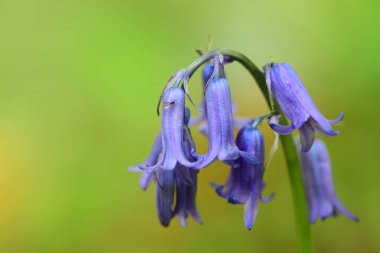 Bluebell yakın çekim
