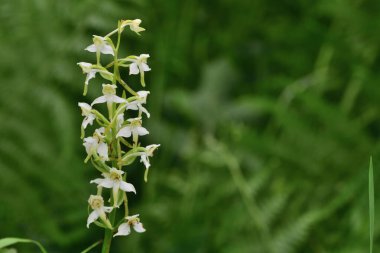 Daha büyük kelebek orkidesi (plananthera chlorantha)