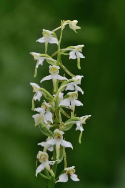 Daha büyük kelebek orkidesi (plananthera chlorantha)