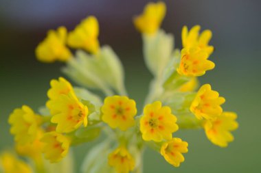 Değişen (Primula veris)