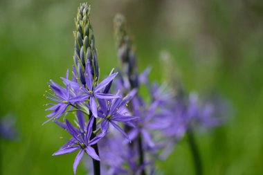 Camassia çiçekleri