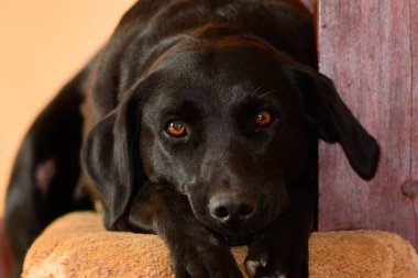 Tembel labrador