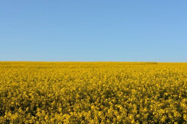 Kolza (Brassica napus)