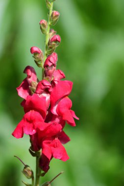 Aslanağzı (aslanağzı)