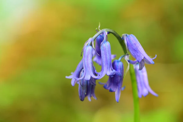 Bluebell fechar — Fotografia de Stock