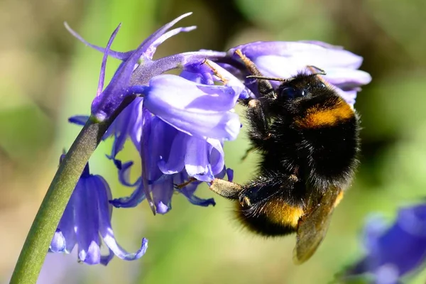 BlueBell 'de yaban arısı — Stok fotoğraf