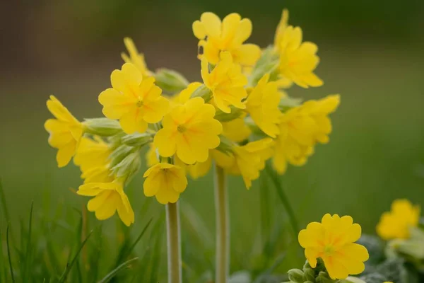 Cowslpis (primula veris) — Fotografia de Stock