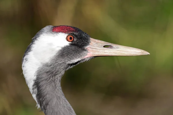 Common crane (Grus grus) — Stock Photo, Image