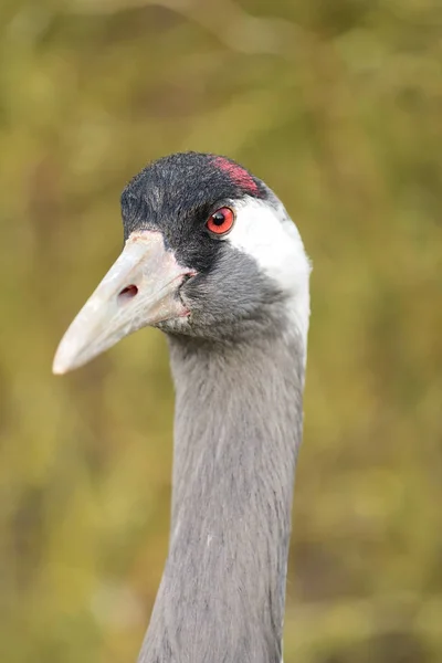 Gemeiner Kranich (grus grus)) — Stockfoto