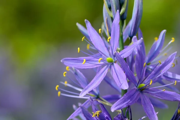 camassia çiçek