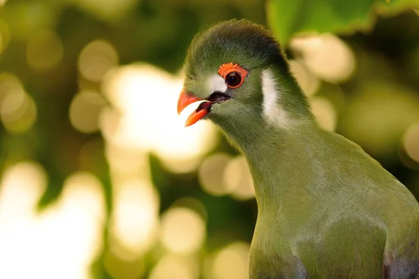 Guiné Turaco (Tauraco persa)) — Fotografia de Stock