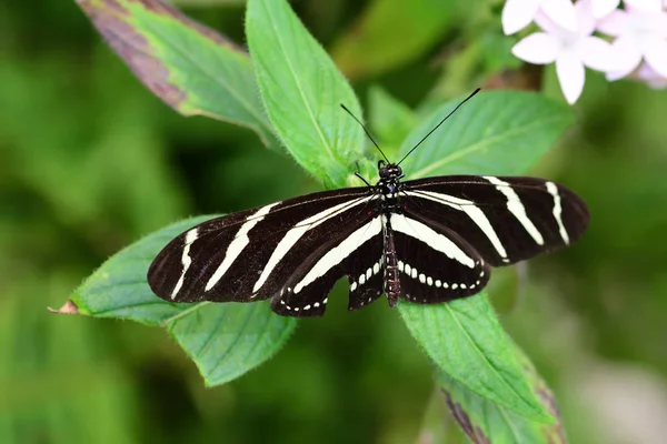 Zebra Heliconius vlinder (Zebravlinder) — Stockfoto