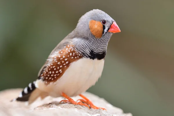 Zebra finch (taeniopygia guttata) — Stock Photo, Image