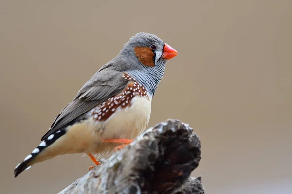 Zebří pěnkava (taeniopygia guttata) — Stock fotografie