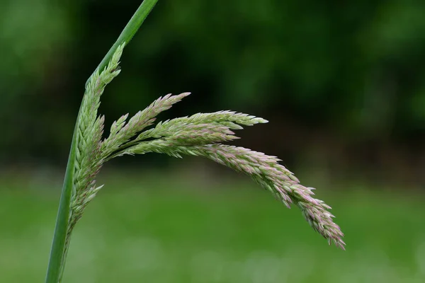 Yorkshire fog (holcus lanatus) — Stock Photo, Image