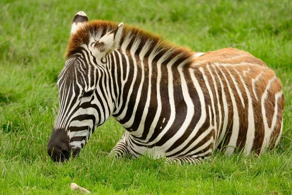 Zebra sentado na grama — Fotografia de Stock