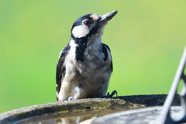 Great spotted woodpecker (dendocopos major) — Stock Photo, Image