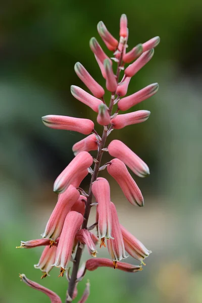 Aloe jucunda — стокове фото