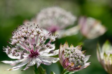 Astrantia major (Büyük usta)
