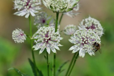 astrantia büyük
