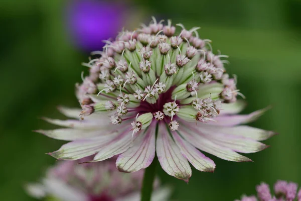 Astrantia grande — Fotografia de Stock