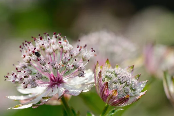 Astrantia Major (Великий майстер).) — стокове фото