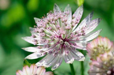 Astrantia major (Büyük usta)