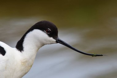 Pied Avocet (Tekrarlayan Avosetta)