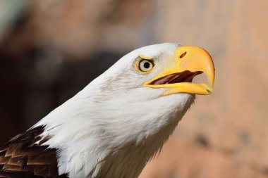 Kel Kartal (haliaeetus leucocephalus))