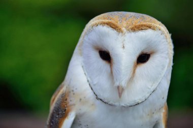 peçeli baykuş (tyto alba)