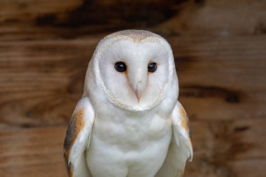 peçeli baykuş (tyto alba)