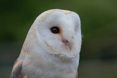 peçeli baykuş (tyto alba)