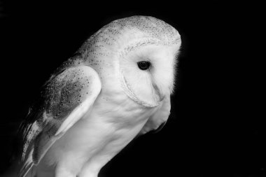 peçeli baykuş (tyto alba)