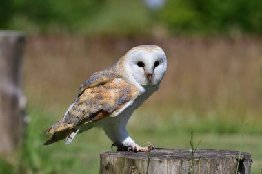 peçeli baykuş (tyto alba)