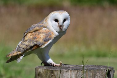 peçeli baykuş (tyto alba)