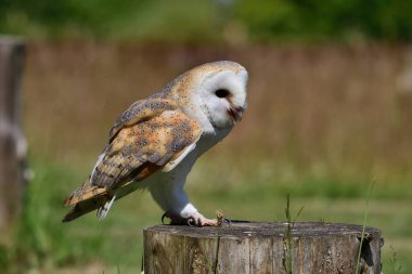 peçeli baykuş (tyto alba)