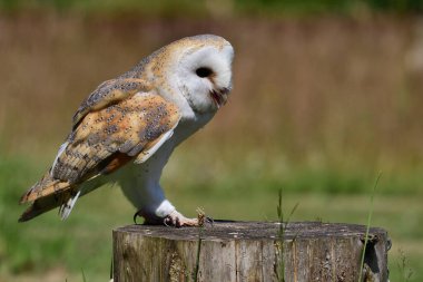 peçeli baykuş (tyto alba)