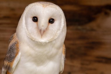peçeli baykuş (tyto alba)