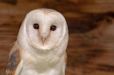 peçeli baykuş (tyto alba)