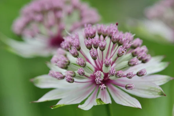 Grande masterwort (Astrantia major ) — Foto Stock