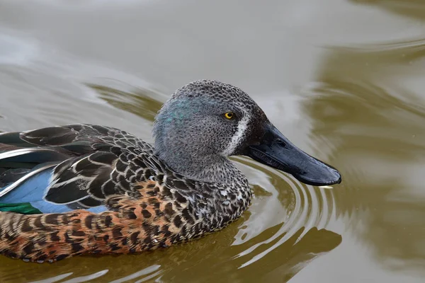 Australská lopata (spatula rhynchotis) — Stock fotografie