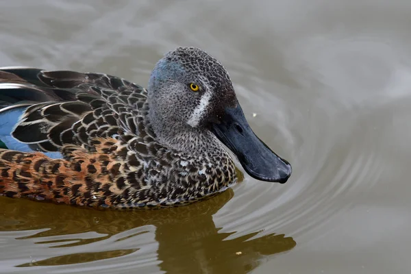 Australasiatische Schaufel (spatula rhynchotis)) — Stockfoto