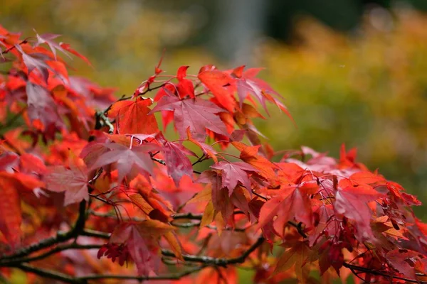 Feuilles d'automne rouges — Photo