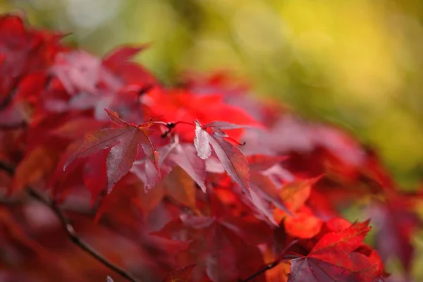 Hojas rojas de otoño — Foto de Stock