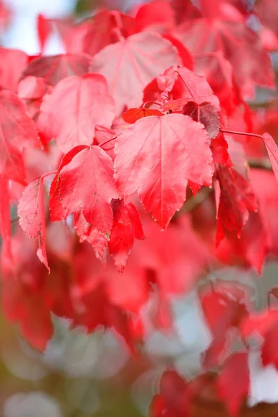 Foglie d'autunno — Foto Stock