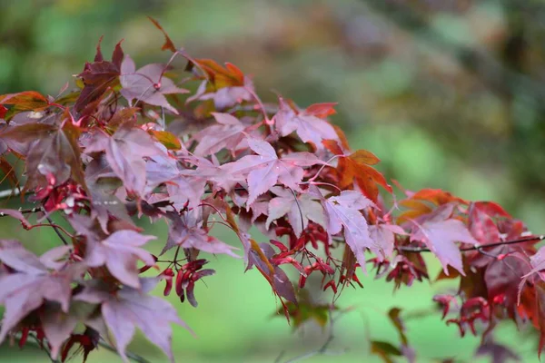 Rote Herbstblätter — Stockfoto