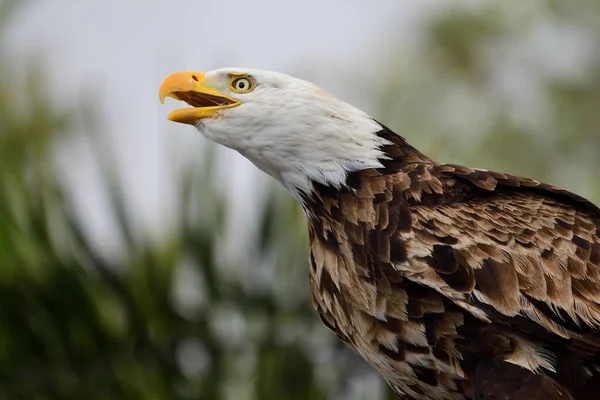 Лысый орел (haliaeetus leucocephalus) — стоковое фото