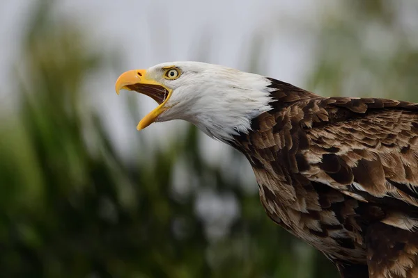 Лысый орел (haliaeetus leucophalus ) — стоковое фото